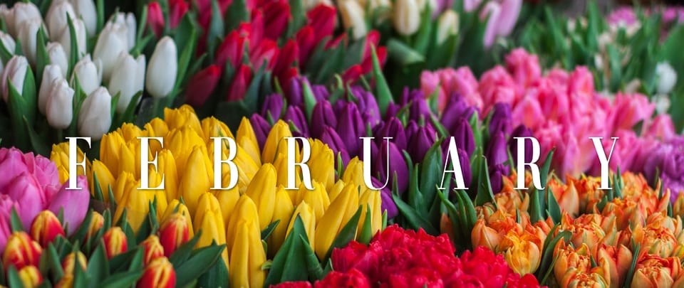 buckets of tulips crowded together in many colors with "FEBRUARY" overlaid on image